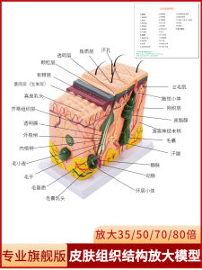 Three-Dimensional Skin Tissue Structure Enlargement Model Hierarchical Human Body Structure Layered Anatomy Mold Beauty Plastic Hair