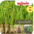 หญ้าแฝก ต้นแฝก 50 ต้น สำหรับปลูก ต้นแฝกอนุรักษ์ดินและน้ำ หญ้าแฝก พืช แฝก. 