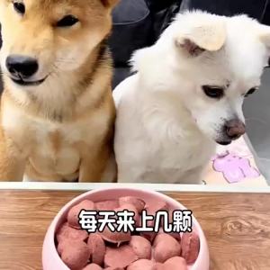 WEIDONGXING | Nutritious Dried Blood Cat Treats