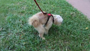 Pet Poop Bags Supplies For Walking Dogs Portable Tissue Disposable Trash Bags No Dirty Hand