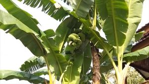 ต้นกล้วยร้อยหวี หวีเยอะมาก ไม่ต้องดูแลก ยังหวานหอม (เนื้อเยื่อ ต้นกล้วยร้อยหวี หวีเยอะมาก ไม่ต้องดูแลก ยังหวานหอม)