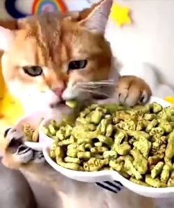 Bánh thưởng Catnip Biscuits bánh quy hình cá cho mèo gói 40g giảm búi lông hôi miệng - Medipet