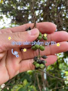 Kim ngân hoa (quả có hạt giống )