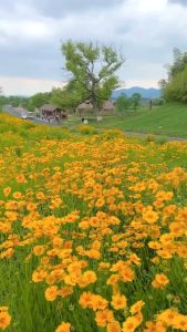 (Gói 100 hạt) Hạt Giống Hoa Cúc Sao Băng - Hoa Đẹp - Dễ Trồng