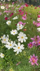 Hạt Giống Hoa Sao Nhái (Hoa Cúc Cánh Bướm) Chọn Màu Dễ Nảy Mầm Trồng Quanh Năm Gói 200 Hạt _ Giống Cây Trồng Quili Seed