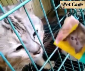 【Beli 15 Gratis 5】15g/Strip LIEBAO Cat Strip Snack Kucing Penggemuk/ Snack Makanan Kucing Basah/ Makanan Wet Cat Food Creamy Treats snack kucing murah snack kucing bikin gemuk