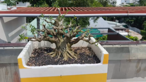 ĐÁ NHAM THẠCH - LAVA ĐEN (TÚI ZIP 1KG)