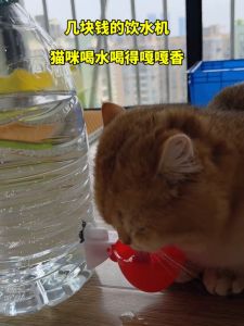 Pet Drinking Bowl Drink Fountain Water Feeder Homemade Water Dispenser Thickened Simple Poultry Dogs and Cats