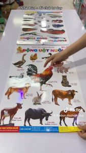 Đồ Chơi Trẻ Em Thông Minh Bonkids Bộ Tranh Treo Tường Song Ngữ 14 Chủ Đề Cho Bé - Đồ Chơi Cho Bé Trai Bé Gái - Đồ Chơi Phát Triển Trí Tuệ Cho Bé