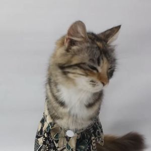 Baju Kucing Anjing Cewek Cowo Lucu Murah Gratis Ongkir 3 pcs 5 Ribu - Batik Citrasena