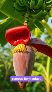 1 Kg Jantung Pisang Sayur Segar Langsung Dipetik Dari Kebun