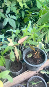 กรีนเมต บำรุงไม้ใบ ไม้ด่าง แตกรากดี แตกยอดไว อาหารเสริมไม้ด่างทุกชนิด ยาเร่งราก บำรุงสีไม้ด่างสวย