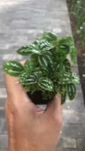 Cây hổ nhĩ trắng gấm sọc dưa Piela Cadierei aluminum cây để bànchơi terrariumbán cạn cây phong thủy