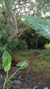 Houseplant Big Swamp Taro/Elephant Ear/Badiang/Galyang (Luzon only)