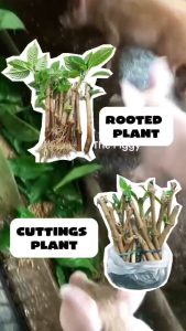 Madre de agua plant pang kain sa mga alaga NATING manok baboy intik Rabit at iba my dahon at ugat na order now