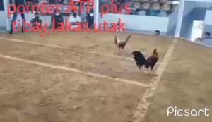 ATP POINTING DROPS (CONDITIONING GAMEFOWLS)