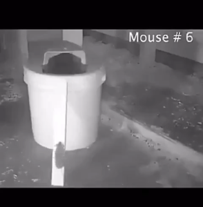 Automatic Mouse Rat Trap Bucket Humane Catcher Reusable Flip Cage for Big Rat Mice Easy Installation