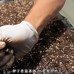 High quality and high-yield Yangmei seeds 高质量 高产量杨梅种子 易种植 are easy to plant. Fresh and sweet fruit seeds 鲜甜水果籽 are planted in the courtyard. Fruit tree seeds are sown throughout the four seasons庭院观果树种子四季播种