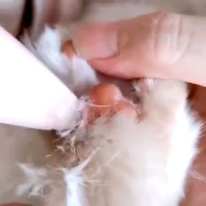 BOB PET Electric Pet Clippers: A Comprehensive Guide