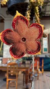 เก๋งจีนพรมเปอร์เซีย Edithcolea grandis แคคตัส ดอกสวยมาก ไม่กระถาง 4-5 นิ้ว  ส่งแบบเคาะดิน