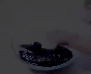 Korset Celana High waist Pelangsing Perut Buncit Premium / Korset Celana Pelangsing Pinggang Dan Perut Wanita Import