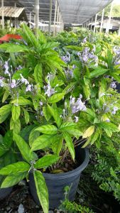 เข็มม่วง กระถาง 11 นิ้ว ไม้กระถางต้นสวยและแข็งแรง (กทม)