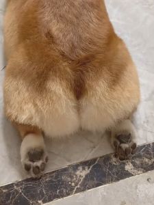 [HAKO PETSHOP] Pet Foot Cleansing Foam 150ml  Paw foot cleaning foam Kucing Anjing/kelinci