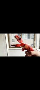 KTPH Chomp grabber shark vs dinosaur toy (RANDOM ONLY