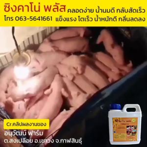 Chicken and Beef Sausages with Pimento and Rice Cakes - High Protein, Tasty, and Nutritious Snack