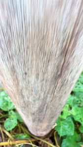 เลื่อยยนต์ DGF599iเลื่อยยนต์ DGF899i เลื่อยน้ำมันเบนซิน เครื่องเลื่อยไม้ ตัดไม้ได้อย่างมีประสิทธิภาพ ประหยัดน้ำมัน