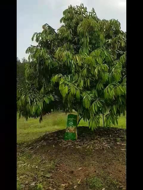 ปุ๋ยอินทรีย์เคมี ตราต้นไม้คู่ 6-3-3 ซัลเฟต ผสมอะมิโน ฮิวมิค ฟูลวิค