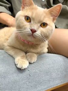 [HAKO PETSHOP] Kalung Anti Kutu Serangga Anjing dan Kucing/Dog Cat Flea Tick Collar