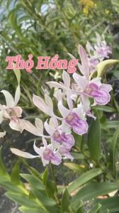 Hoa lan nắng thỏ hồng