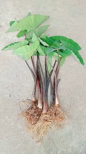 combo 5 cây khoai môn tím giống