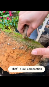 works in 1 Second soil activator original Promote Rooting 土壤活化剂 Soil Remediation Loosening Agent Promote Fruiting Promote Rooting 100g tanah subur soil for plant fertilizer for plant fertiliser