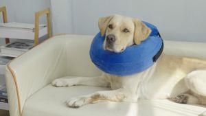 Kalung Medis Anjing Ringan & Multifungsi: Kalung Air-Filled & Swimming Aid