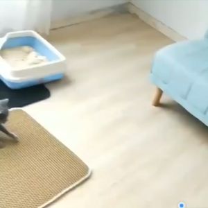 Keset Pasir Kucing EVA Double Layer Tahan Aus Cat Litter Mat Ganda Bisa Dicuci 55x75cm