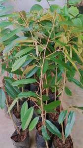 ต้นทุเรียนมูซานคิง เสียบยอดแล้วพร้อมปลูกสูง40-60ชม.ชุด2ต้น*ชื้อ10ต้นแถม1ต้น