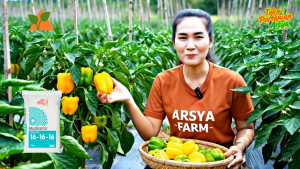 Pupuk NPK Mutiara 16-16-16 1 Kg