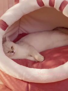 Cat Home Washable Pet Home Sleep Tempat Tidur Rumah Katil Kucing 貓窩 Cartoon Pet Bed Foldable Cat Bed Removable Washable
