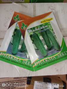 Benih Bibit Biji TIMUN MAHESA 10 gram kulit hijau rasa daging renyah produktifitas tinggi