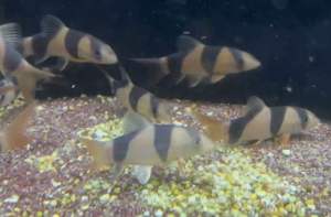 clown loach 三间鼠鱼(2.5+inch)
