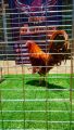 telur ayam filipin golden sweater import. 