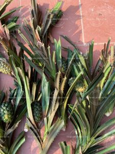 Dứa rừng đỏ (cây giống hàng hiếm bao có quả)