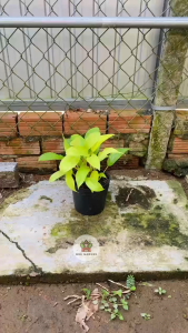 Cây Trầu Bà Tai Thỏ - Chiều cao tổng tầm 20-30 cm - Kiểng lá dễ thương!