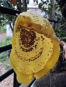 Mật Ong Rừng Nguyên Chất giá 1lít