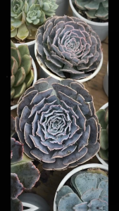 Sen đá bắp cải