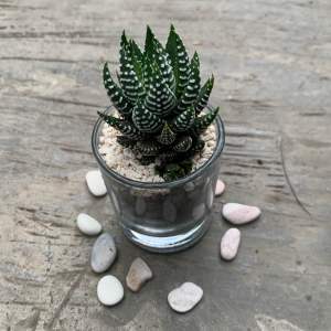 Mini terarium kaktus hidup pot kaca