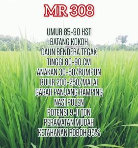benih padi MR-308 (1kg) gabah super kualitas premium unggul