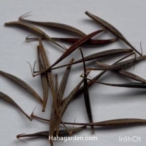 Biji Benih Ulam Raja/ Cosmos Caudatus/ King’s Salad – 20 Seeds